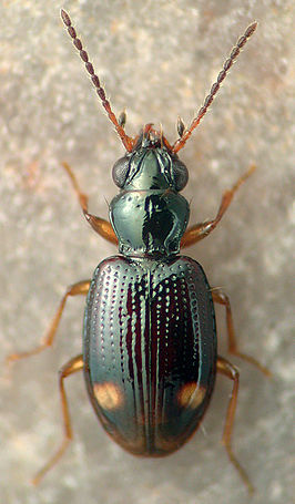 Bembidion frontale