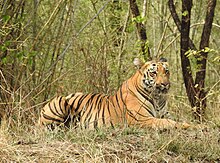 Bengal tiger at the Tadoba Andhari Tiger Reserve Bengal Tiger Panthera tigris tigris by Raju Kasambe DSCN3882 04.jpg