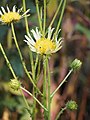 Berkheya radula, Berkheya tarkowata, 2021-10-09