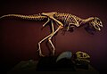 Berthasaura leopoldinae 3d Reconstruction Alex Pritchard Dinosauria - Dinosaur Fossil Replicas.jpg