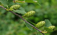 English: Betula glandulosa (syn. Betula middendorfii) at the ÖBG Bayreuth Deutsch: Betula glandulosa (syn. Betula middendorfii) im ÖBG Bayreuth