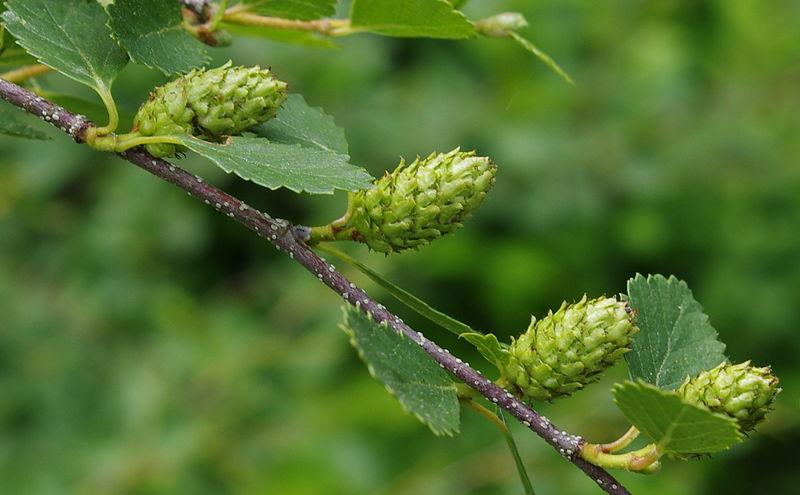 File:Betula glandulosa ÖBG 2012-05-28 01.jpg