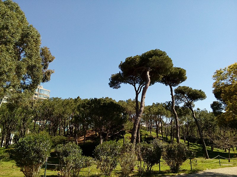 File:Beyrouth bois des pins.jpg