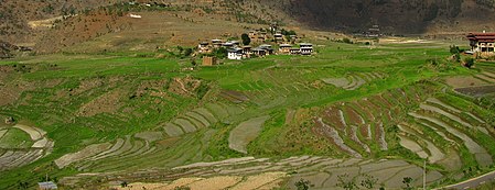 Terraced farmland in Paro. Bhutan agriculture.jpg