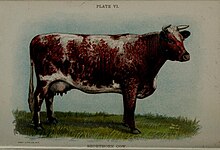 ファイル:Biggle_cow_book_(Plate_VI)_(6981914453).jpg