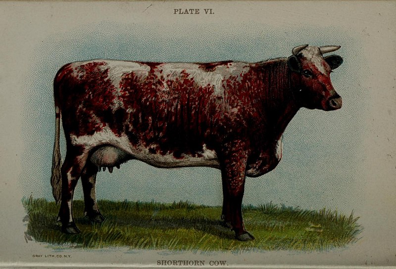 File:Biggle cow book (Plate VI) (6981914453).jpg