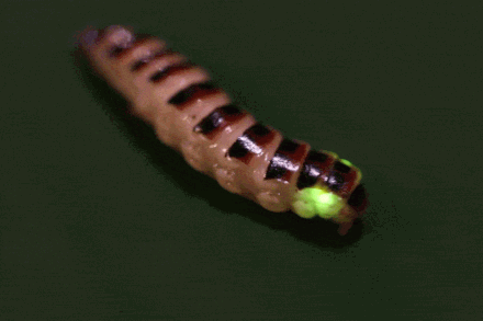 A beetle larva performing a rectilinear locomotion.