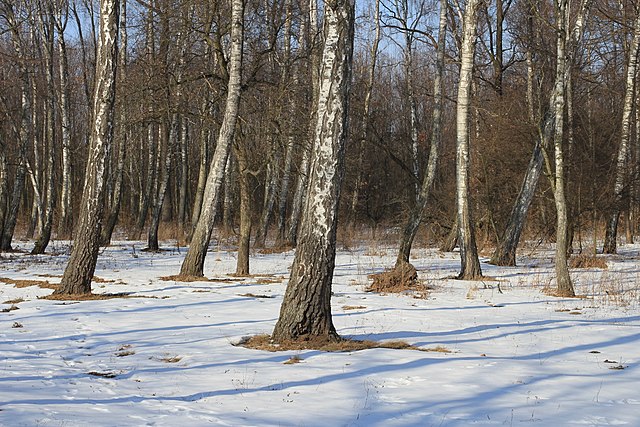 Берёзы повислые (Betula pendula). Берёзовая роща возле посёлка Славное, Винницкий район