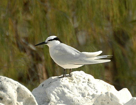 Black-naped Tern LEI.JPG