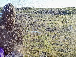 Black flies attack a canoe expedition in July 2015 in the Canadian Arctic, Dubawnt River, Nunavut. Black Fly Attack on theDubawnt River Nunavut.jpg