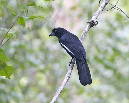 Black Magpie Platysmurus leucopterus.jpg