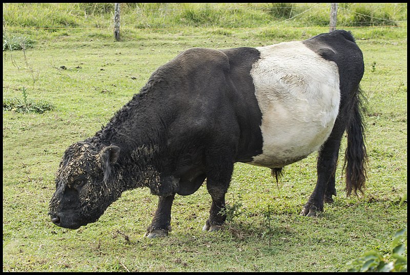 File:Black and White Bull Dayboro-1 (27217234850).jpg