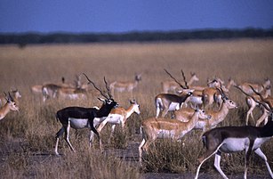 Male and female blackbucks