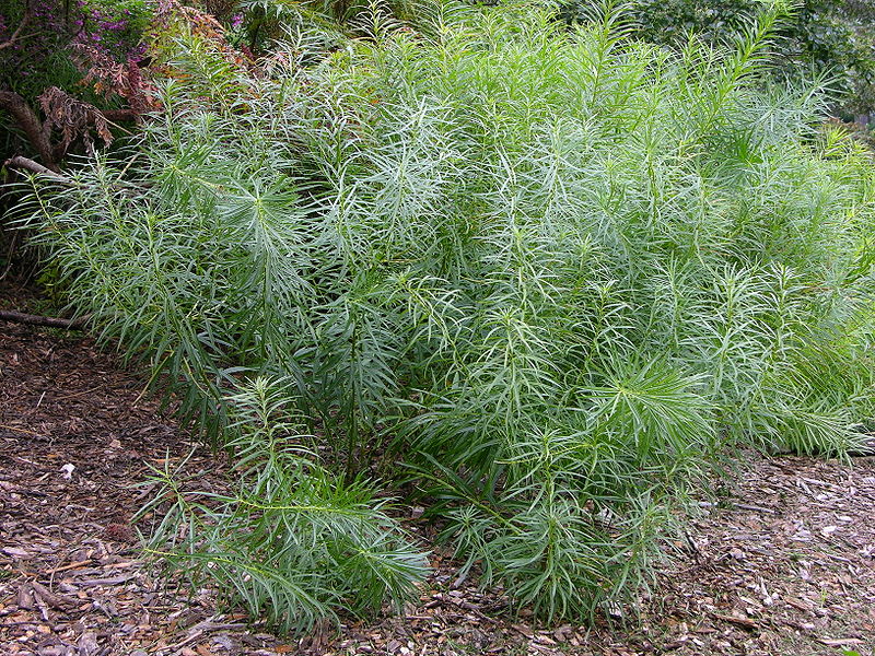 File:Blue Star Amsonia hubrichtii Plant 3264px.JPG