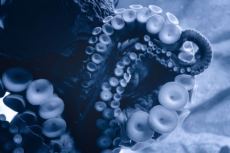 File:Blue Tentacles (17569669855).jpg