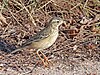 Blyth s Pipit Anthus godlewskii.jpg