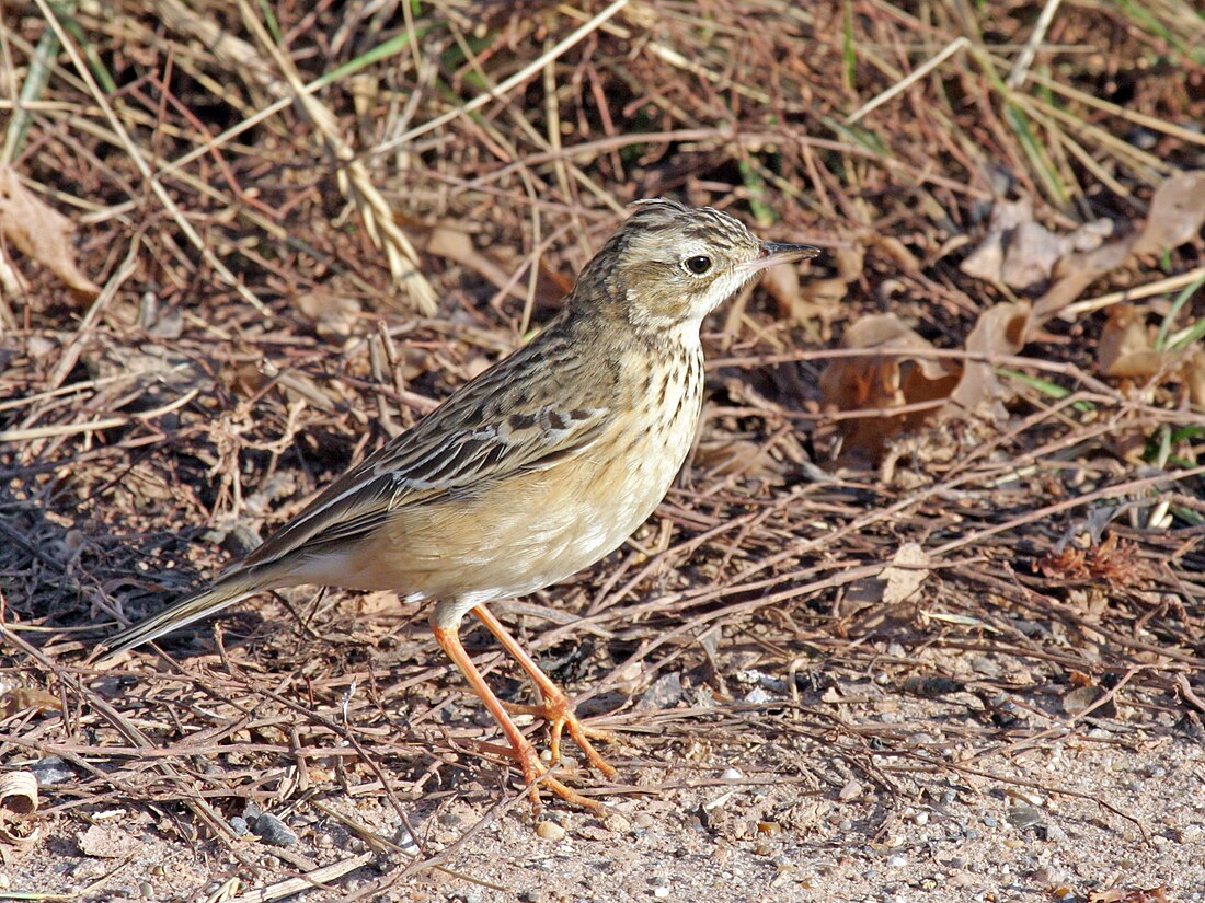 Anthus godlewskii