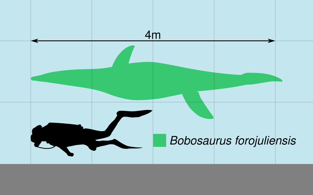 Bobosaurus