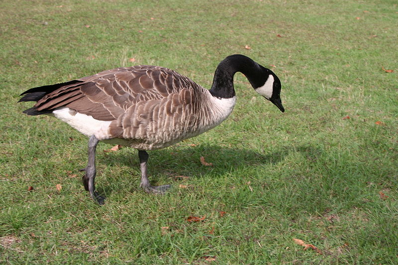 File:Bois de Vincennes 20060816 24.jpg