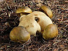 Boletus parasiticus sur Scleroderma citrinum.jpg