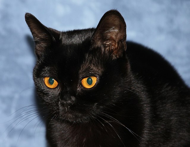 bombay cat for sale nz