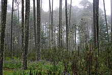 Forest in the Sierra Juarez of Oaxaca. Bosque Cajonos.JPG