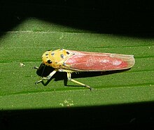 Bothrogonia Batı Ghats.jpg