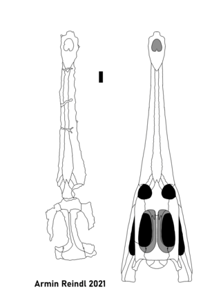 <i>Brachiosuchus</i> Extinct genus of reptiles