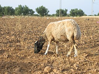 <span class="mw-page-title-main">Tunisian Barbarin</span> Breed of sheep