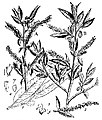 Britannica Willow, Salix fragilis.jpg