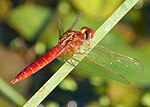 Crocothemis erythraea – Männchen