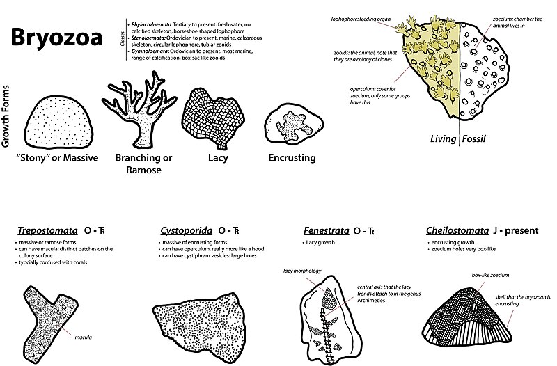 File:Bryozoa Fossil Groups.jpg
