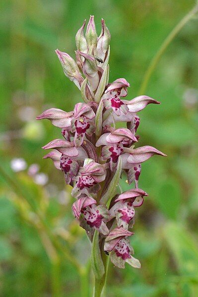 File:Bug Orchid (Anacamptis coriophora) - Parc Natural de s'Albufera, Spain 2022-04-21.jpg