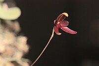 Bulbophyllum elassoglossum 1- Raab Bustamante.jpg