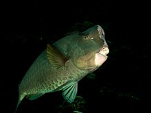 Bumphead parrotfish (Bolbometopon muricatum) (49509140173).jpg