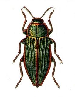<i>Buprestis splendens</i> Species of beetle