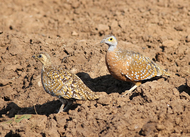 File:Burchell's sandgrouse, Pterocles burchelli, at Mapungubwe National Park, Limpopo, South Africa (17791135870).jpg