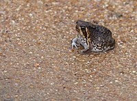 Bushveld Rain Frog (Breviceps adspersus) (12054760253).jpg