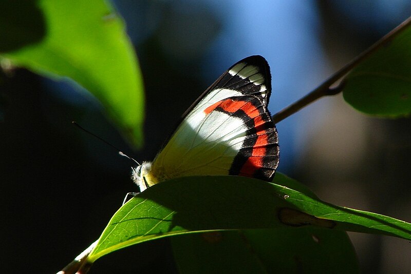 File:Butterfly - Red-banded Jezebel.jpg