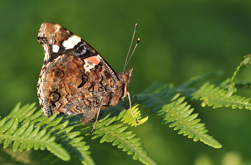 File:Butterfly Red Admiral - Vanessa atalanta 01.jpg