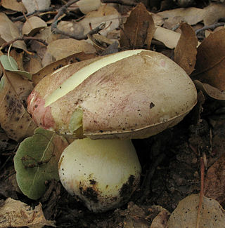 <i>Butyriboletus querciregius</i> Species of fungus