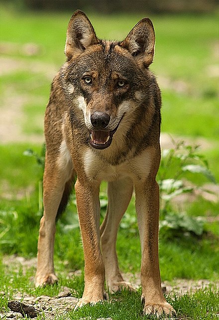 Italian wolf