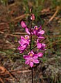 Calopogon multiflorus