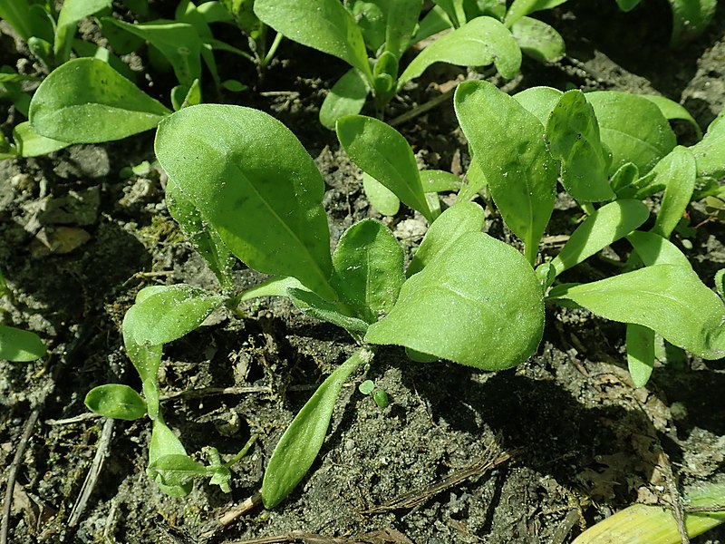 File:Calendula officinalis 2019-05-21 3534.jpg