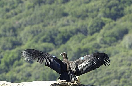 Fail:California-condor.jpg