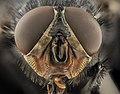 Calliphora vicina, u, Face, DC 2014-04-24 -17.46.02 ZS PMax - USGS Bee Inventory and Monitoring Laboratory.jpg