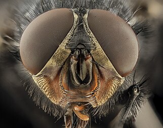 Vista frontal da cabeça de uma mosca-varejeira (Calliphora vicina). (definição 4 109 × 3 218)