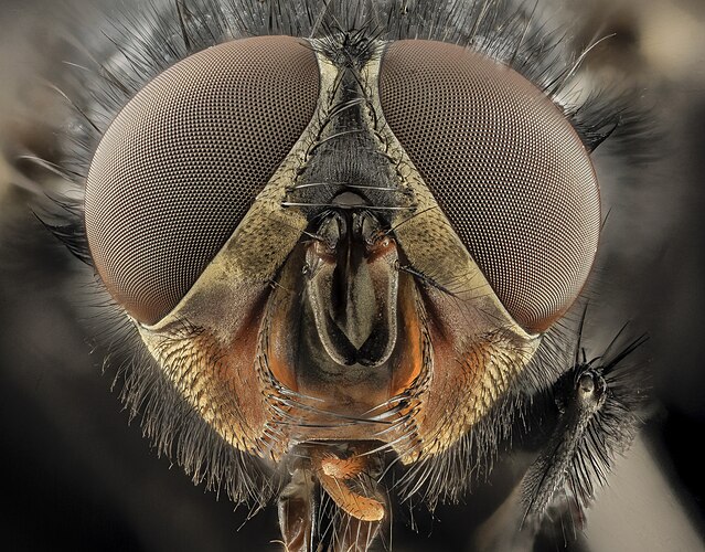 Голова красноголовой синей падальницы (Calliphora vicina)