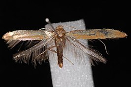 Caloptilia acerifoliella