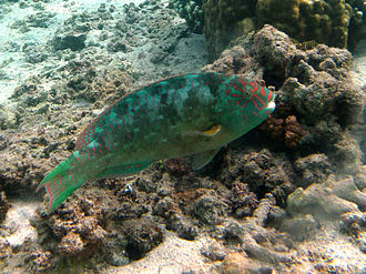 A male Carolines parrotfish (C. carolinus) in the terminal phase. Calotomus carolinus male.jpg